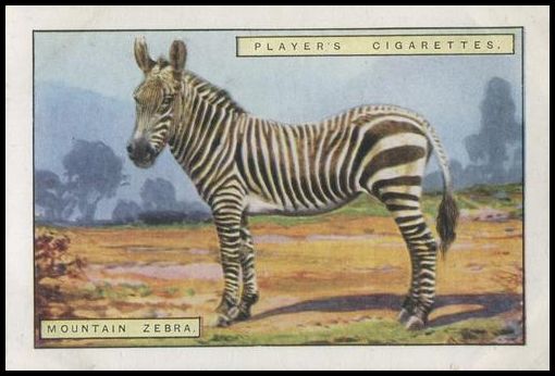 24PNH2 12 Mountain Zebra.jpg